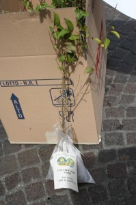 img 4412 3 199x300 img 4412 3