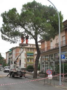 com'era il pino prima delle amorevoli cure della amministrazione Balzani : come quelle di Bulbi, della Masini, di Rusticali e così via . La sega rappresenta l'unità politica di fondo delle correnti del PD